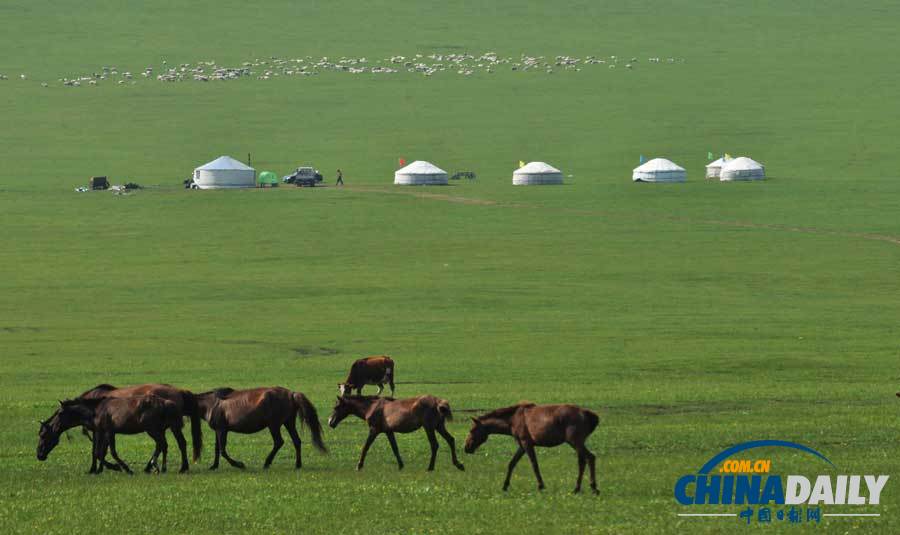 夏天的呼倫貝爾草原：綠色天堂