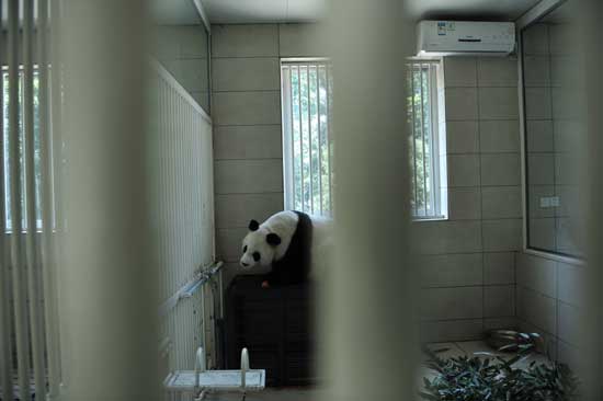 福州高溫 熊貓消暑不忘賣萌