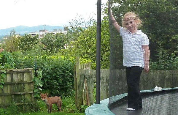 小狐貍愛聽歌、喜游戲 與英國女孩結為好友