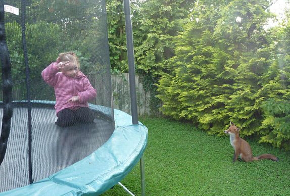 小狐貍愛聽歌、喜游戲 與英國女孩結為好友