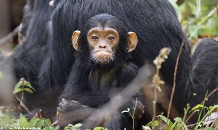 圖:小黑猩猩掙脫母親懷抱 蹣跚學步賣萌撒嬌