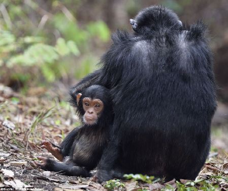 圖:小黑猩猩掙脫母親懷抱 蹣跚學步賣萌撒嬌