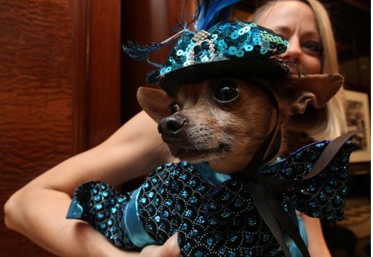 美國幸福小狗喜結(jié)連理 豪華婚禮打破世界紀錄