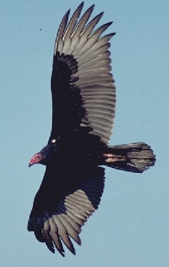 加拿大客機撞上土耳其禿鷹后緊急迫降美空軍基地