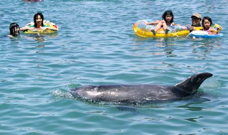 日本和歌山開設鯨魚浴場 游客可與鯨魚同游(圖)