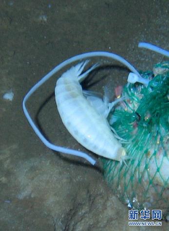 “蛟龍”探深海 7000米海試發現11種新物種