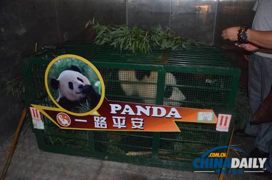 汶川地震寄養(yǎng)云南大熊貓返鄉(xiāng)