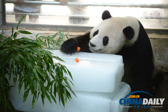 武漢遭遇持續高溫 大熊貓金絲猴冰上吃水果