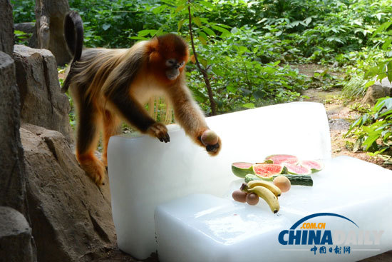 武漢遭遇持續高溫 大熊貓金絲猴冰上吃水果