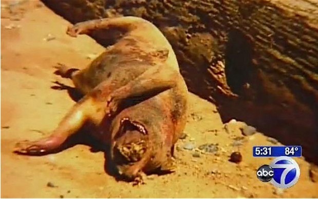 紐約海灘驚現“怪物”尸體 或與政府秘密試驗有關