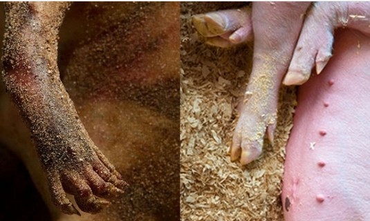 紐約海灘驚現“怪物”尸體 或與政府秘密試驗有關