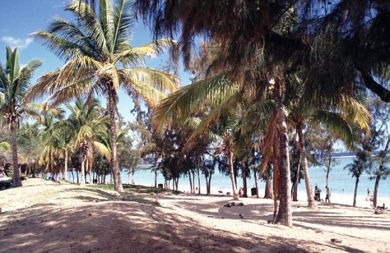 鯊魚傷人事件頻發 法國政府出資鼓勵漁民捕殺