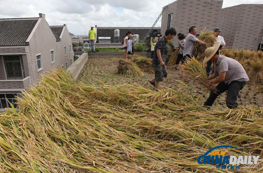 中國日報一周圖片精選7月28日——8月3日