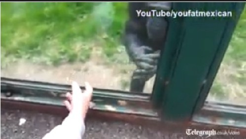 英國(guó)動(dòng)物園黑猩猩成網(wǎng)絡(luò)明星 打手勢(shì)求游客助其逃離