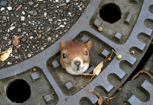 德國松鼠被卡下水道井蓋 警察眾人忙施救