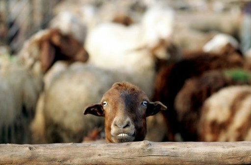 羊群遇險也能發短信求救?心率監測項圈助牧羊人驅趕狼群