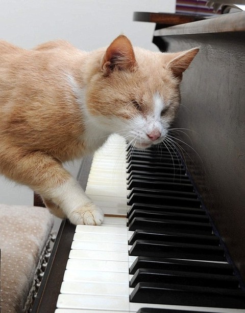 英國小貓史蒂維雖雙目失明 卻愛彈鋼琴自娛