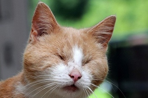 英國小貓史蒂維雖雙目失明 卻愛彈鋼琴自娛