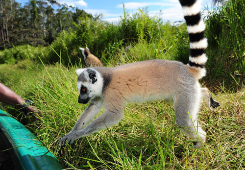 馬達(dá)加斯加：珍禽異獸多