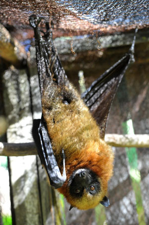 馬達加斯加：珍禽異獸多