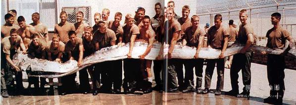 花蓮11人捕獲4米長地震魚 重59千克