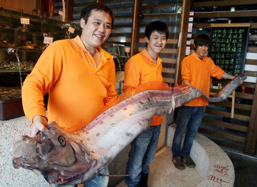 花蓮11人捕獲4米長(zhǎng)地震魚 重59千克