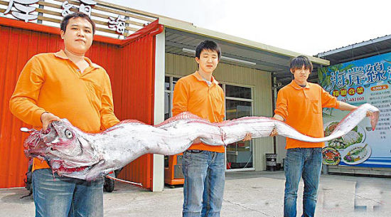 花蓮11人捕獲4米長(zhǎng)地震魚 重59千克