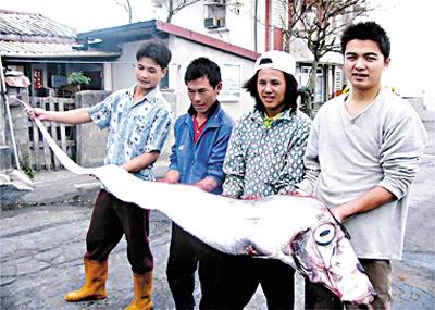 花蓮11人捕獲4米長地震魚 重59千克