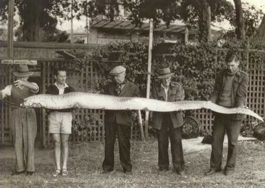 花蓮11人捕獲4米長地震魚 重59千克