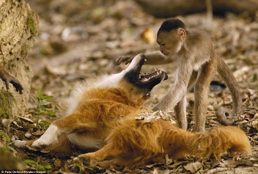 叢林小猴聰明伶俐 給狗當(dāng)“牙醫(yī)”有模有樣