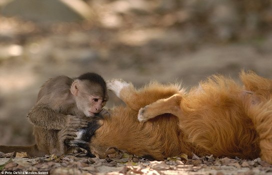 叢林小猴聰明伶俐 給狗當“牙醫(yī)”有模有樣