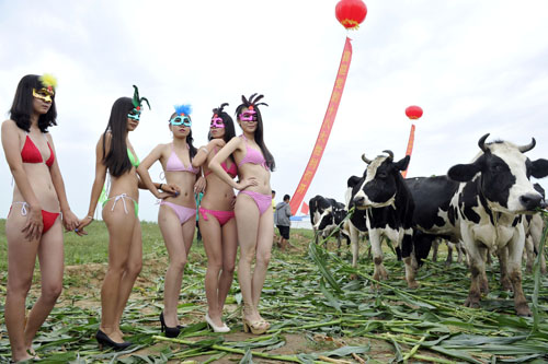 山西山陰舉辦“奶牛選美大賽”