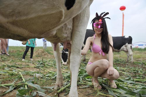 山西山陰舉辦“奶牛選美大賽”