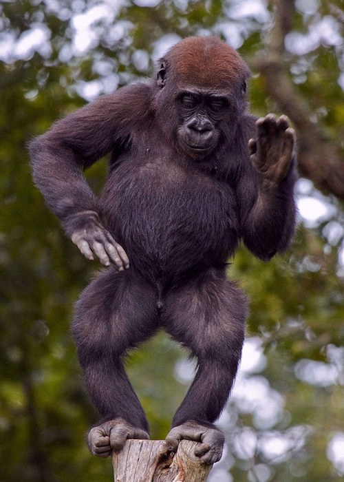 法國2歲大猩猩模仿杰克遜“月球漫步”