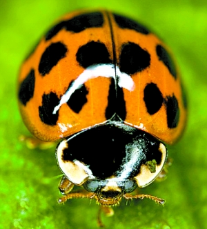 英國女子莫名失聰瓢蟲藏耳中3年 6次求診未發現