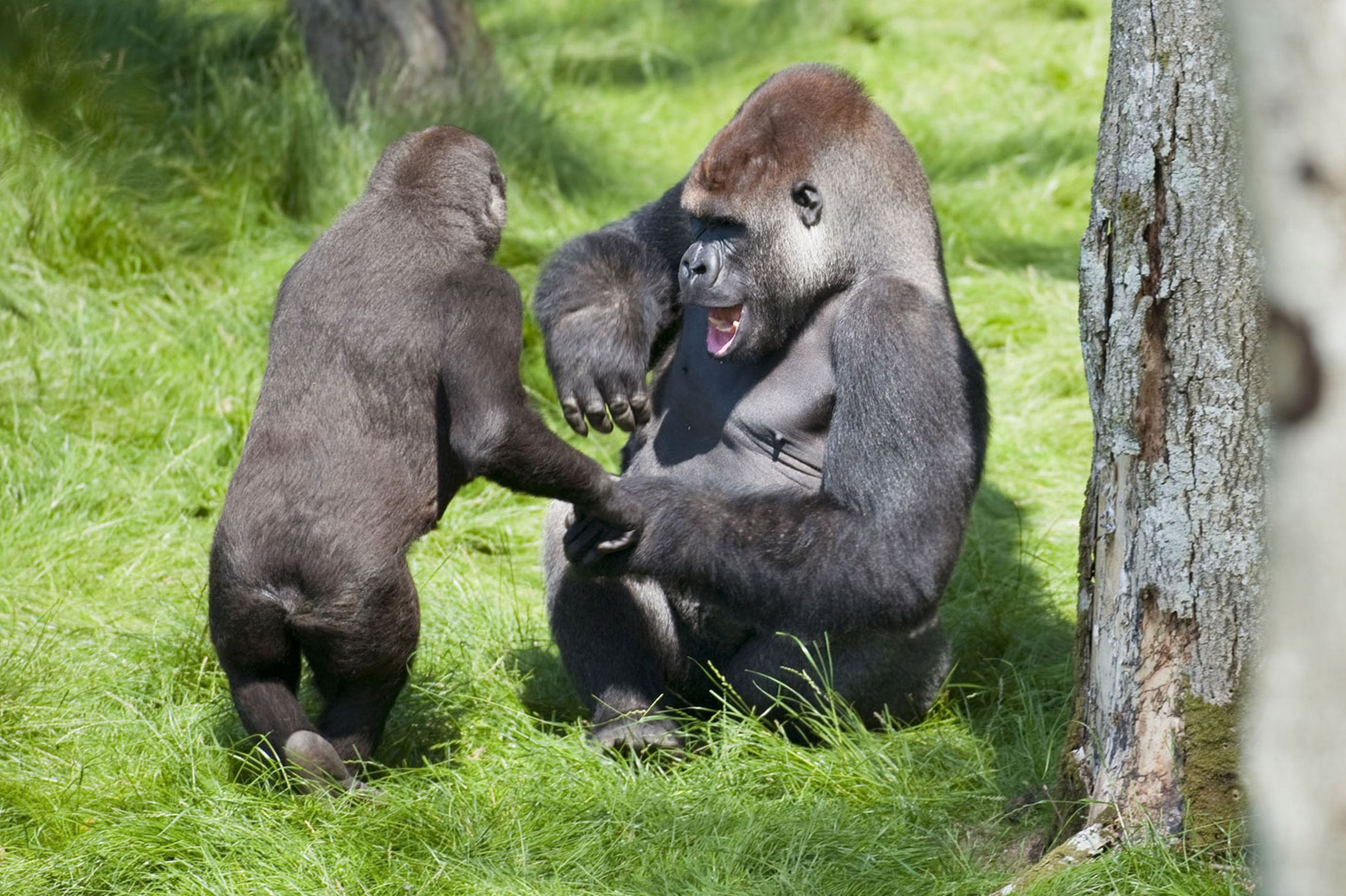 英國黑猩猩“兄弟情深” 分開3年后重逢場面令人感動