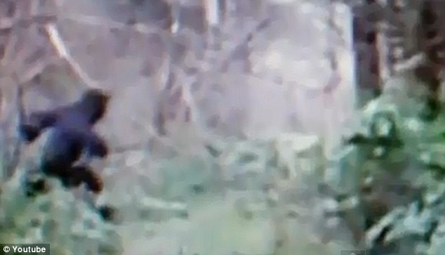 Youtube上現(xiàn)疑似“大腳野人”視頻 點擊率超10萬