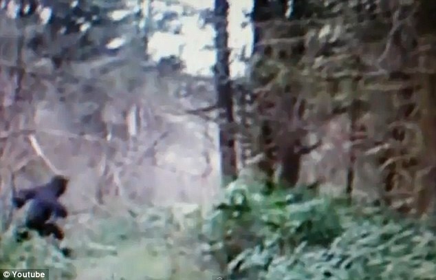 Youtube上現疑似“大腳野人”視頻 點擊率超10萬