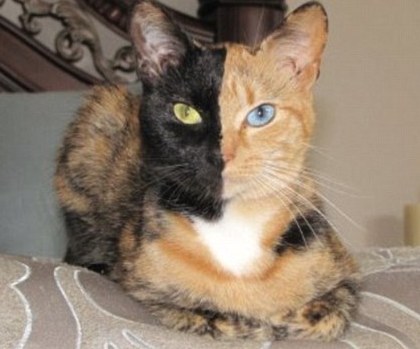 “雙面貓”爆紅網絡 一張臉兩種顏色