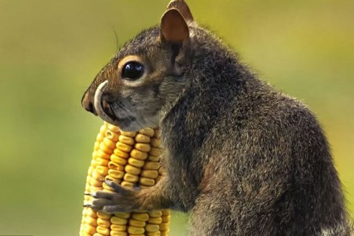 齙牙松鼠“身殘志堅(jiān)” 牙齒變形仍“吃嘛嘛香”