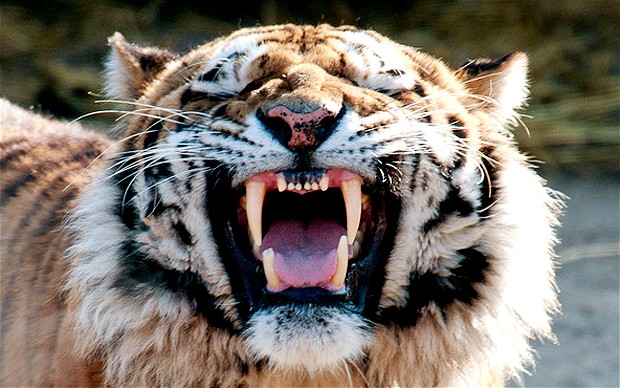 德國一動物園老虎逃竄被擊斃 虎舍門沒鎖好管理員命喪虎口