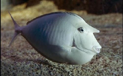 英國“獨角獸”魚長相奇特 可根據水質變色