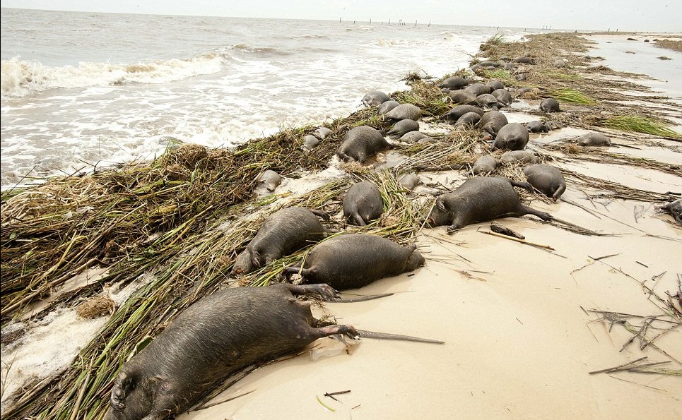 美颶風重災區一片狼藉：海貍鼠尸體堆積如山、墓碑棺材被沖走
