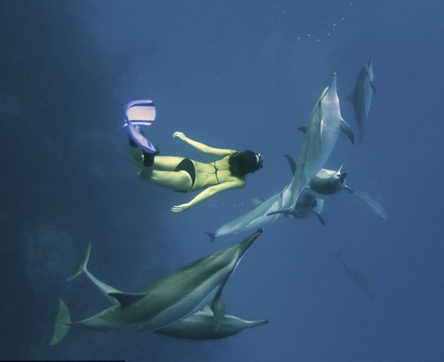 美女與海豚共泳數年成密友 海下追逐嬉鬧玩游戲