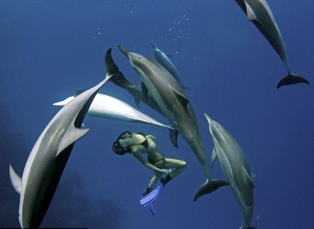 美女與海豚共泳數年成密友 海下追逐嬉鬧玩游戲