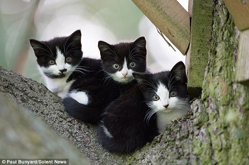 母貓定居樹上 在鳥箱里生下4只小貓(圖)