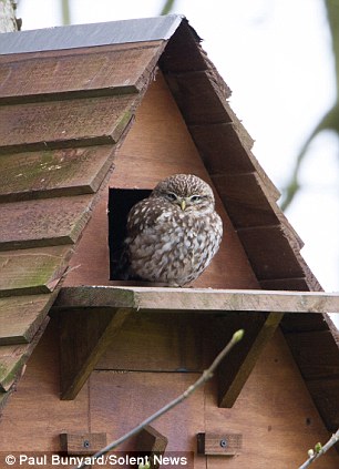 母貓定居樹上 在鳥箱里生下4只小貓(圖)
