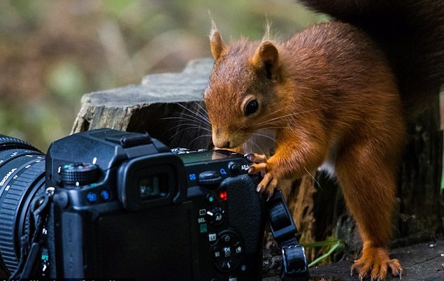 好奇紅松鼠近距離把玩相機 難掩貪吃本色下口品嘗