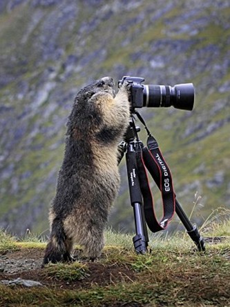 土撥鼠愛攝影：奧地利攝影師實拍阿爾卑斯山區(qū)調皮“小精靈”