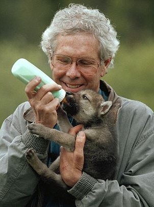 美國(guó)夫婦與狼群生活6年 拍到珍貴鏡頭已成親密朋友